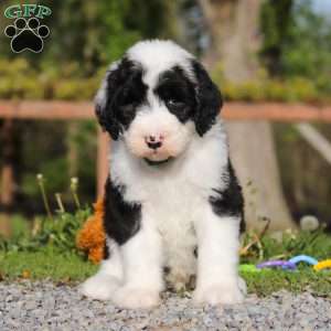 Luke, Sheepadoodle Puppy